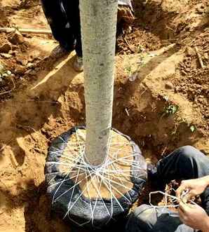 毛白杨种植总量，毛白杨种植户