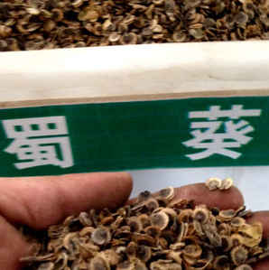 蜀葵种子图，蜀葵种子图片