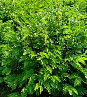 2.3厘米的紫红绒球价格，红绒球价格-米