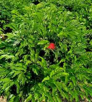2.3厘米的紫红绒球价格，红绒球价格-米