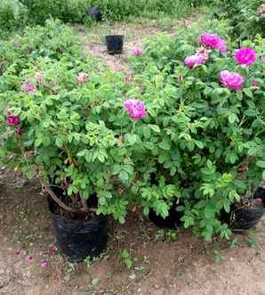 月季花病虫害的防治方法，月季花病虫害的防治