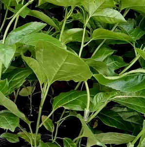 百香果种一棵放多少粒种子，盆裁百香果种子怎么种植方法