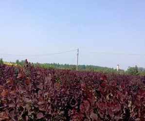 美国红栌小苗价格，华北红栌树苗价格