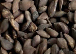 苹果种子可以吃吗，苹果的种子可以安全食用吗