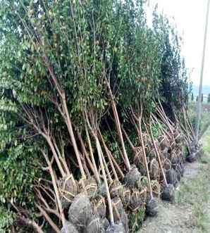 百日红几月份开花，百日红6公分开花照片