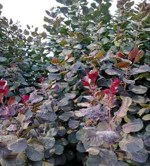 美国红栌树苗种子种植催芽方法，美国红栌种子多少钱一斤