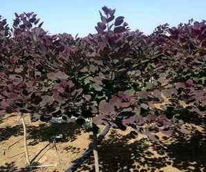 美国红栌树苗种子种植催芽方法，美国红栌种子多少钱一斤