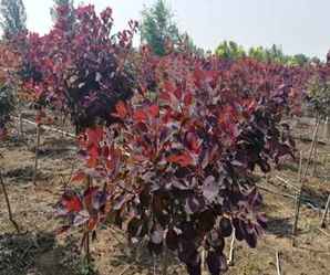 美国红栌树苗种子种植催芽方法，美国红栌种子多少钱一斤
