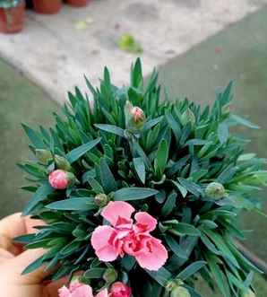 常见花种子大全，常见花种子大全集