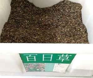 百日草种子怎么培育发芽，百日草种子发芽方法