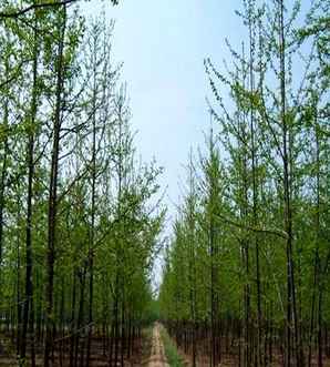 银杏种植注意事项大全，银杏种植注意事项