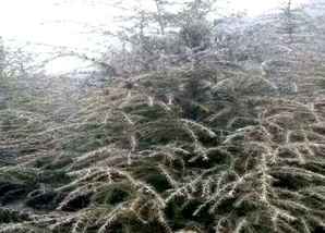 雪松树苗图片大全，腾冲雪松树苗批发