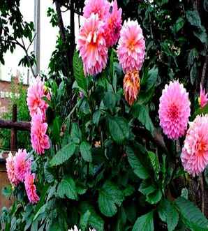 常见花种子大全，常见花种子大全集