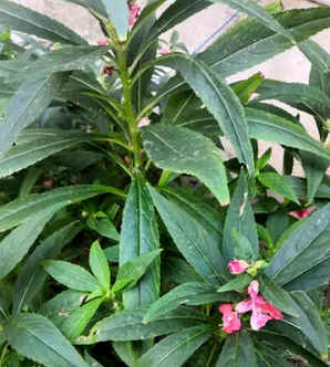 指甲草花种子图片，指甲草的种子是什么样的