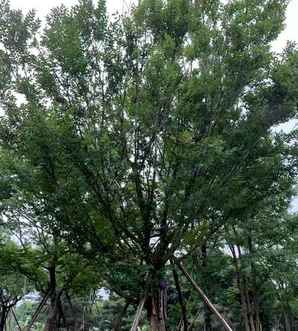 朴树种植注意事项，下山朴树桩种植教程
