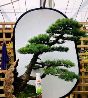 五叶松盆景怎么种植的，那须五叶松盆景的养殖方法和注意事项