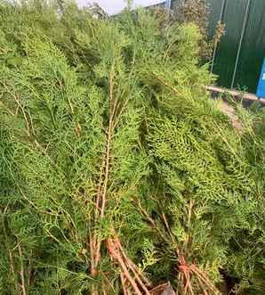 扁柏种植方法，南京扁柏种植基地
