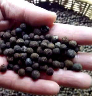 樟树种子催芽，樟树桩催芽