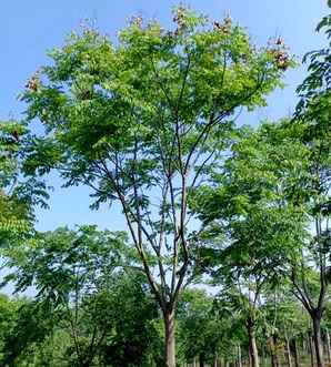 栾树大面积种植，栾树种植要求