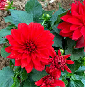 小丽花刚发芽是什么样，小丽花种子发芽掐芽