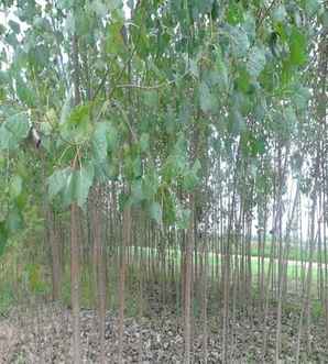 杨树小苗用什么药物除草，杨树小苗除草神器