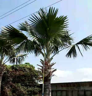福建霸王棕树苗，霸王棕是不是乔木