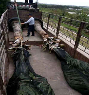 福建霸王棕树苗，霸王棕是不是乔木