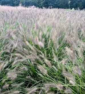 芒草种子多少钱一斤，芒草价格多少1平方