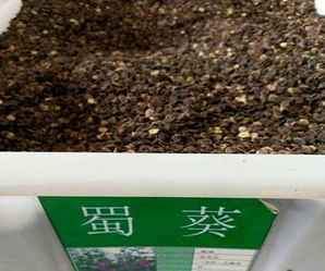 蜀葵种子发芽长得好细，蜀葵种子发芽过程图片
