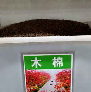 木棉花种子如何培育，木棉花种子如何培育的图片