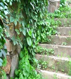 爬山虎盆景可以在室内吗？，种植爬山虎盆景用什么土