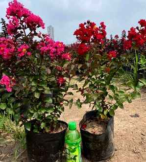 美国天鹅绒紫薇的种植，美国天鹅绒紫薇可以在夏天种植吗？