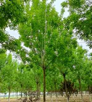 白蜡价格，白蜡价格基地
