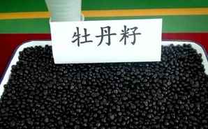 牡丹花种子怎么播种，牡丹种子什么时候采