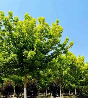 金叶复叶槭种植条件，金叶复叶槭价格一览