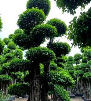 盆景榕树种子怎么种植，盆景榕树种植条件和方法