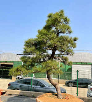 三河黑松地景盆景室内养护，三河黑松小盆景为啥修顶