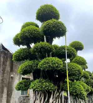 盆景榕树种子怎么种植，盆景榕树种植条件和方法