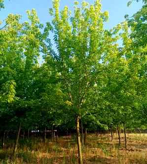 金叶复叶槭种植方法视频，金叶复叶槭种植技术