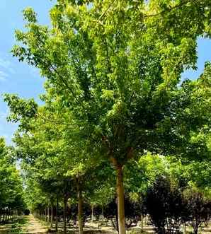 金叶复叶槭种植方法，金叶复叶槭种植方法