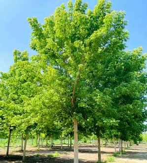 金叶复叶槭种植方法视频，金叶复叶槭种植技术