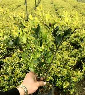 金森女贞是地被植物吗，金森女贞栽植最佳时间
