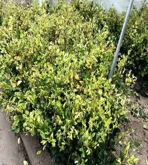 金森女贞是地被植物吗，金森女贞栽植最佳时间