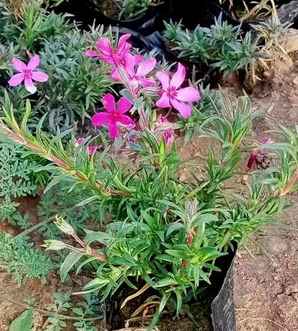 代替丛生福禄考的植物，丛生福禄考属于什么植物