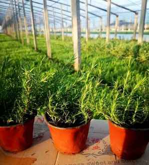 代替丛生福禄考的植物，丛生福禄考属于什么植物