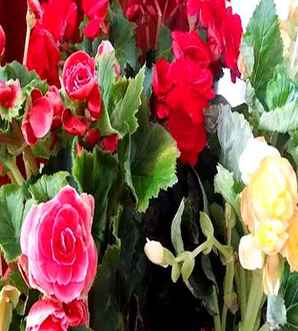 丽格海棠花四季开花吗，丽格海棠多少度能开花