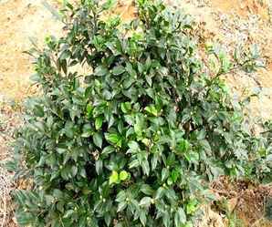 茶梅球适合和什么一起种，茶梅球的种植方法有哪些？