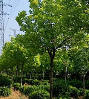 金叶白蜡怎么修剪，白蜡种植一年后怎么修剪