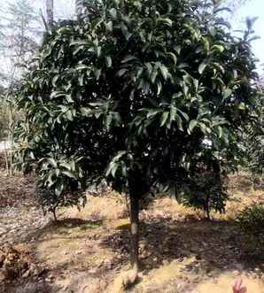 椤木石楠，椤木石楠花