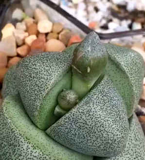 帝玉的种植方法，帝玉种子播种